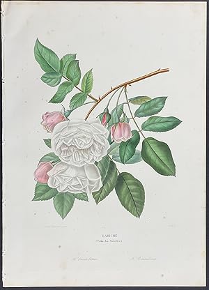 Imagen del vendedor de Rose a la venta por Trillium Antique Prints & Rare Books