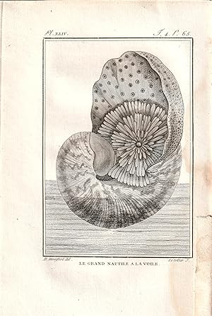Le grand Nautile - Nautilus.