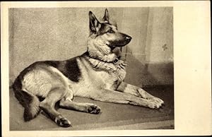 Ansichtskarte / Postkarte Schäferhund, Hund-Portrait, Tierschutzverein Wien und Umgebung