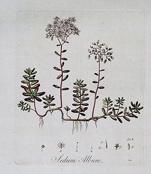 SEDUM ALBUM STONECROP Curtis Large Antique Botanical Print Flora Londinensis 1777