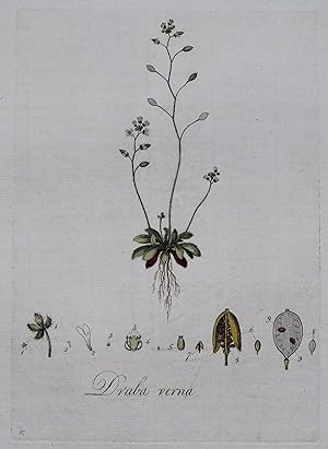 DRABA VERNA, Whitlow Grass Curtis Antique Botanical Print Flora Londinensis 1777