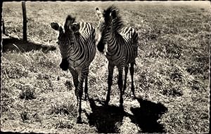 Ansichtskarte / Postkarte Faune Africaine, Zebres, Zebras