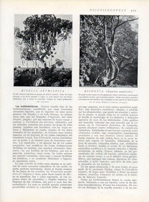 Seller image for LAMINA V13800: Kigelia aethiopica y Bignonia for sale by EL BOLETIN