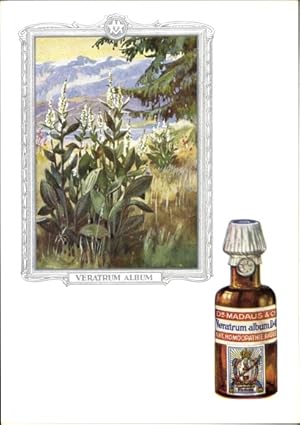 Seller image for Knstler Ansichtskarte / Postkarte Veratrum album, Weie Nieswurz, Dr. Madaus und Co., Homopathie, Reklame for sale by akpool GmbH