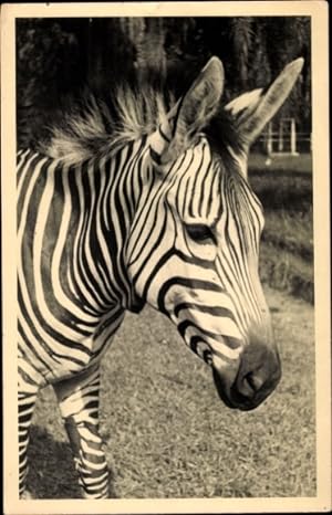 Foto Ansichtskarte / Postkarte Zebra, Tier-Portrait