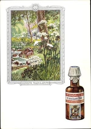 Bild des Verkufers fr Knstler Ansichtskarte / Postkarte Conium maculatum, Schierling, Dr. Madaus und Co., Homopathie, Reklame zum Verkauf von akpool GmbH