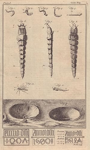 [Fig 1 to 12. The Lion Worm in different States. I, II & III. Dates on London Bridge. Persian and...