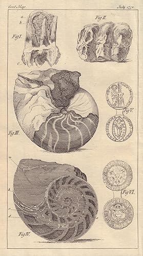 [Fig 1&2. Fossil Teeth of a large size. Fig 3&4. A Fossil Nautilus. Fig 5. A Gold Coin of Aloysus...