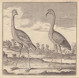 [Two Birds; the Green Crow Bird (the Crowned Crane) Ardea Pavnina and the Flammant (or Flamingo),...