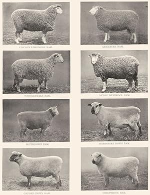 British Breeds of Sheep; Lincoln longwool ram; Leicester ram; Wensleydale ram; Devon longwool ram...