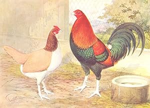 Old English Game: Black-Red Cock and Clay Hen