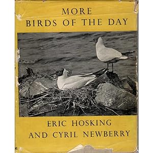 Seller image for More Birds of the Day for sale by Buteo Books