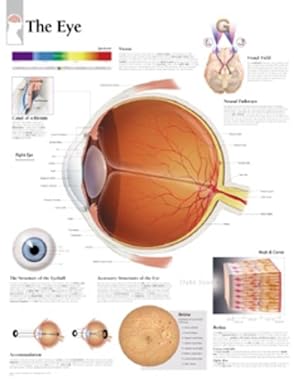 Seller image for Eye Paper Poster (Paperback) for sale by Grand Eagle Retail
