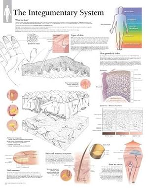 Seller image for Integumentary System Paper Poster for sale by Grand Eagle Retail