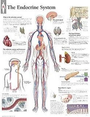 Seller image for Endocrine System Paper Poster (Paperback) for sale by Grand Eagle Retail