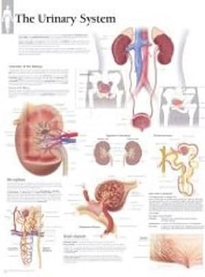Seller image for Urinary System Paper Poster (Hardcover) for sale by Grand Eagle Retail