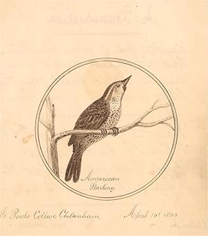 Harriette Bishop - 1866 Pen and Ink Drawing, American Starling