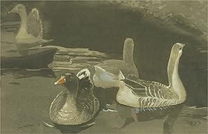 Jan Stanley Hiller (b.1918) - Mid 20th Century Watercolour, Feeding the Birds