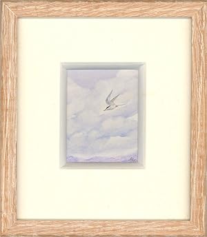 Gwen Christie - 20th Century Watercolour, Arctic Tern