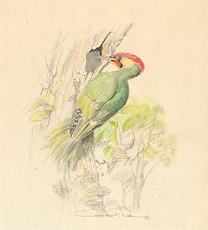 Christopher M. Lee - 1979 Watercolour, Green Woodpecker