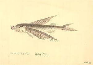 Trio of Mid 19th Century Watercolours - Fish Studies
