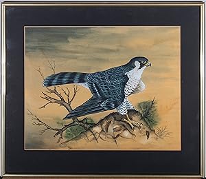 Bild des Verkufers fr Colin Wilkinson (b.1950) - 20th Century Watercolour, Peregrine Falcon zum Verkauf von Sulis Fine Art