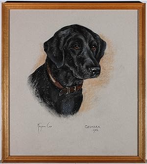 Bild des Verkufers fr Marjorie Cox (1915-2003) - Framed 1982 Pastel, Gemma the Labrador Retriever zum Verkauf von Sulis Fine Art