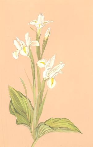 Helen Haynes - Mid 20th Century Watercolour, White Iris