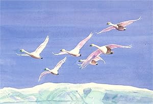 M. Swindlehurst - 2004 Watercolour, Whooper Swans
