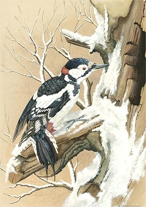K. Brandwood - 20th Century Gouache, Great Spotted Woodpecker