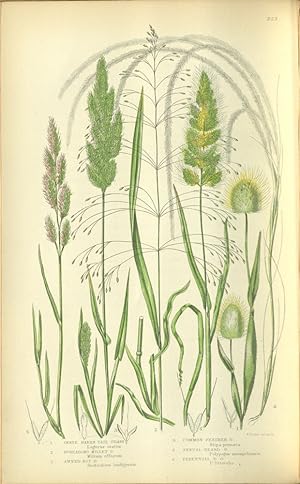 Imagen del vendedor de The British Grasses and Sedges a la venta por Madoc Books (ABA-ILAB)