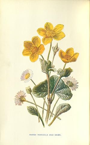 Immagine del venditore per [Familiar Wild Flowers] (4 Vols) venduto da Madoc Books (ABA-ILAB)
