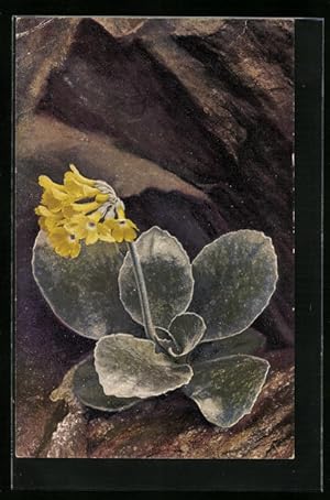 Bild des Verkufers fr Knstler-Ansichtskarte Photochromie Nr. 1203: Primula auricula zum Verkauf von Bartko-Reher