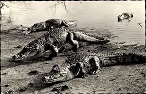 Ansichtskarte / Postkarte Faune Africaine, Crocodiles