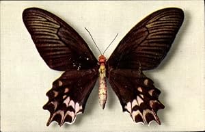 Bild des Verkufers fr Ansichtskarte / Postkarte Rosa schwarz brauner Schmetterling, Papilio Semperi zum Verkauf von akpool GmbH