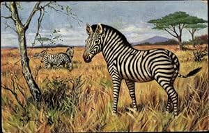 Ansichtskarte / Postkarte Afrikanische Tierwelt, Zebras