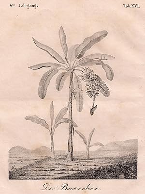 Bild des Verkufers fr Der Bananenbaum. zum Verkauf von Antiquariat Clemens Paulusch GmbH