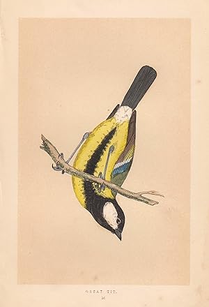 Bild des Verkufers fr Kohlmeise, Great Tit, Vogeldarstellung aus F.O. Morris, "A History of British Birds". zum Verkauf von Antiquariat Clemens Paulusch GmbH