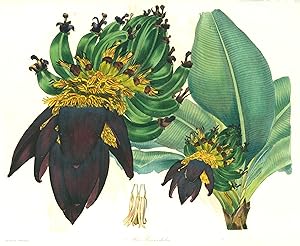 Bild des Verkufers fr Musa Cavendishii (Bananenblatt, Banane). zum Verkauf von Antiquariat Clemens Paulusch GmbH