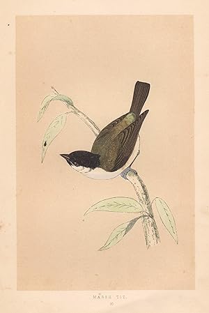 Bild des Verkufers fr Nonnenmeise, Marsh Tit, Vogeldarstellung aus F.O. Morris, "A History of British Birds". zum Verkauf von Antiquariat Clemens Paulusch GmbH