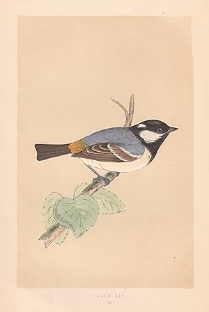 Bild des Verkufers fr Tannenmeise, Cole Tit., Vogeldarstellung aus F.O. Morris, "A History of British Birds". zum Verkauf von Antiquariat Clemens Paulusch GmbH