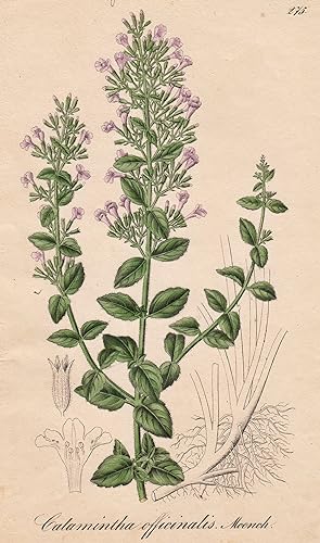 Seller image for Calamintha officinalis - Wald Bergminze. for sale by Antiquariat Clemens Paulusch GmbH
