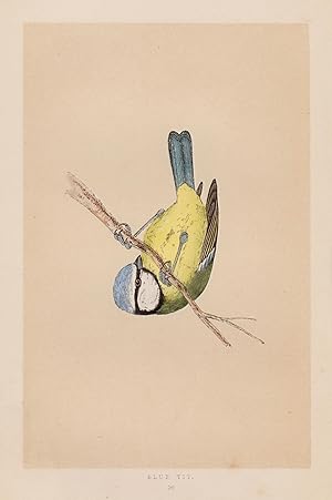 Bild des Verkufers fr Blaumeise, Blue Tit, Vogeldarstellung aus F.O. Morris, "A History of British Birds". zum Verkauf von Antiquariat Clemens Paulusch GmbH