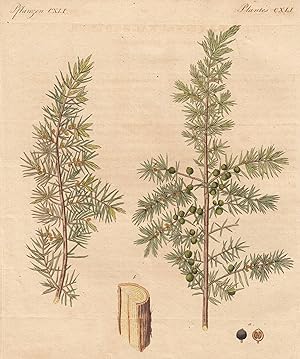Bild des Verkufers fr Der gemeine Wachholder (Juniperus communis). zum Verkauf von Antiquariat Clemens Paulusch GmbH