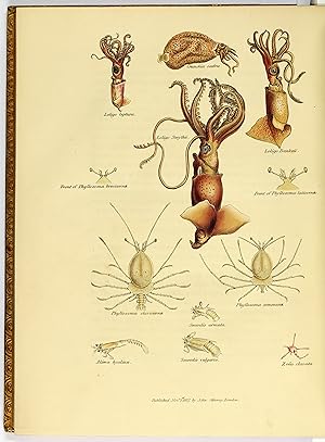 Bild des Verkufers fr Narrative of an expedition to explore the river Zaire, usually called the Congo in South Africa in 1816 under the direction of Captain J. K. Tuckey, R. N. To which is added, the journal of Professor Smith; some general observations on the country and its inhabitants; and an appendix: containing the natural history of that part of the Kingdom of Congo through which the Zaire flows. zum Verkauf von Antiquariat Peter Fritzen