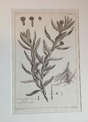 Sphaeranthus africanus. Linn.; La petite Scabieuse d'afrique. Kupferstich v. Fassard fils nach Ba...