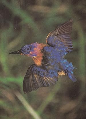 Seller image for Pygmy Kingfisher Bird South African Postcard for sale by Postcard Finder