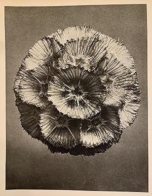 Parmelia conspersa. Parmelia. Enlarged 11x. (Plate 69)