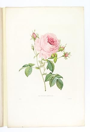 Image du vendeur pour LE BOUQUET ROYAL mis en vente par Phillip J. Pirages Rare Books (ABAA)