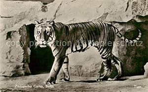 Bild des Verkufers fr Postkarte Carte Postale 73841348 Tiger Tiere Zoologischer Garten Berlin zum Verkauf von Versandhandel Boeger